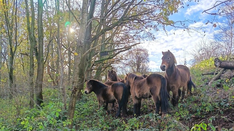 Ponies grazing in woodland at Foremark, Derbyshire